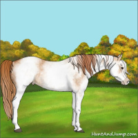 Horse Color:White Spotted Red Dun Rabicano  and White Spotted Red Dun Rabicano 