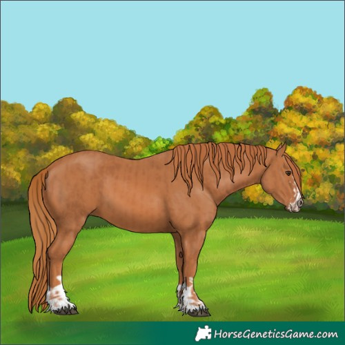 Horse Color:Chestnut  and Chestnut 