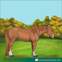 Horse Color:Chestnut  and Chestnut 