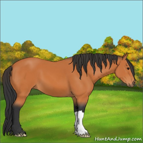 Horse Color:Bay 