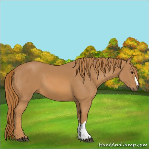 Horse Color:Chestnut 