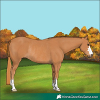 Horse Color:Chestnut Rabicano 