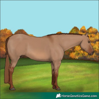 Horse Color:Red Dun 
