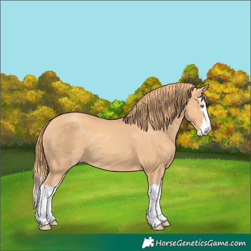 Horse Color:Gold Champagne Splash