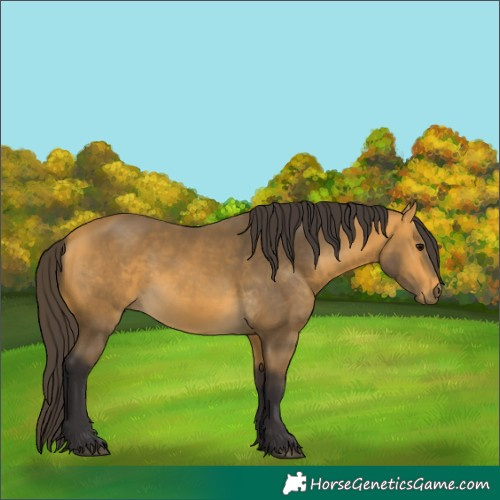 Horse Color:Buckskin 