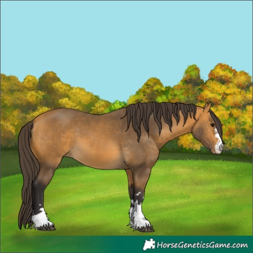 Horse Color:Buckskin 