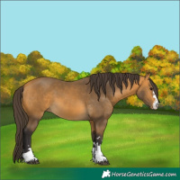 Horse Color:Buckskin 