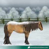Horse Color:Buckskin 