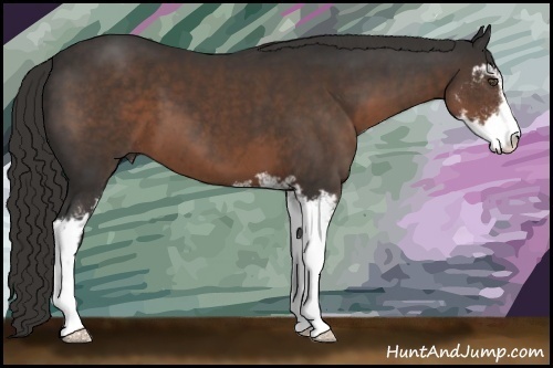 Horse Color:Liver Chestnut Sabino 