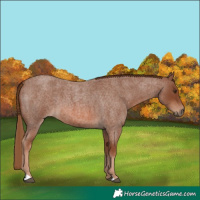Horse Color:Red Roan 