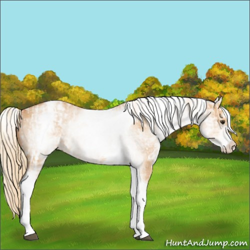 Horse Color:White Spotted Red Dun Rabicano  and White Spotted Red Dun Tobiano Rabicano 