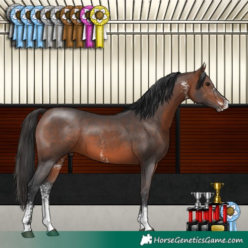 Horse Color:Brown Sabino