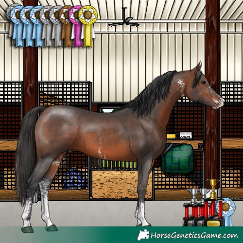 Horse Color:Brown Sabino