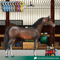 Horse Color:Brown Sabino 