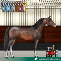 Horse Color:Brown Sabino 