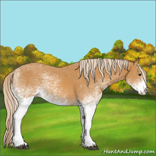 Horse Color:White Spotted Palomino 