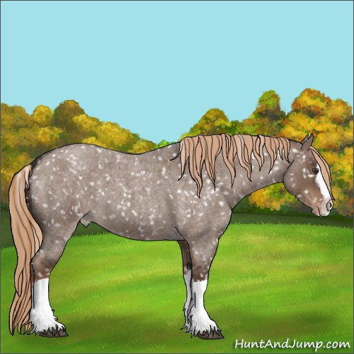 Horse Color:Liver Red Dun Roan Splash Appaloosa Rabicano