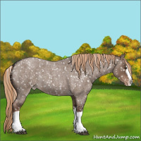 Horse Color:Liver Red Dun Roan Splash Appaloosa Rabicano