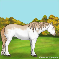 Horse Color:Red Dun Roan Splash Frame Rabicano 