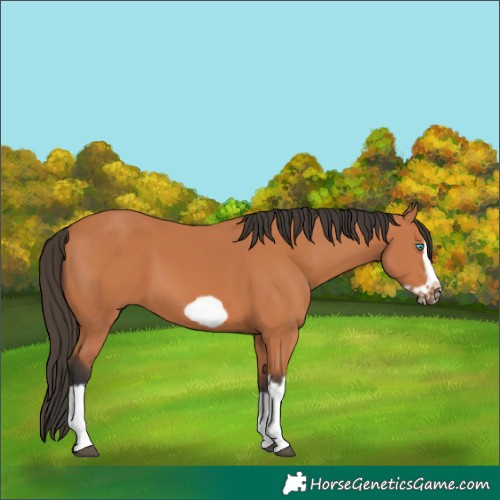 Horse Color:Bay Splash Frame 