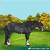 Horse Color:Black Rabicano  and Black Rabicano 