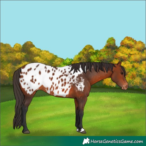 Horse Color:Bay Appaloosa 