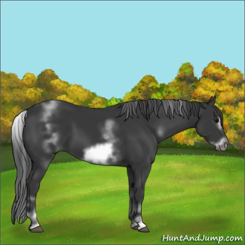 Horse Color:White Spotted Black Frame 