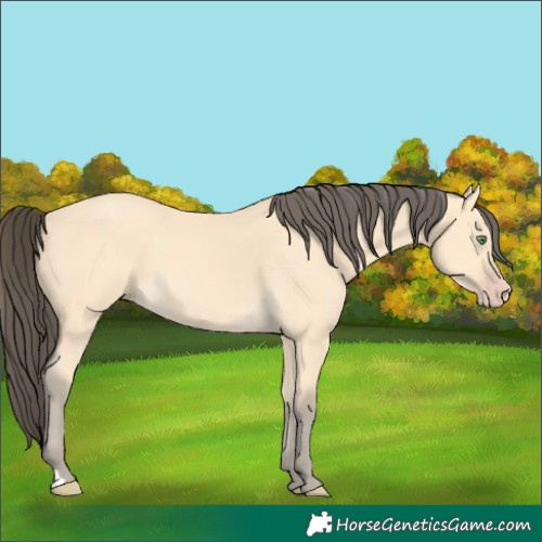 Horse Color:Amber Cream Champagne