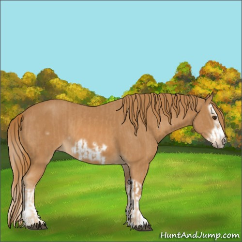 Horse Color:Chestnut Splash Frame  and Chestnut Splash Frame 