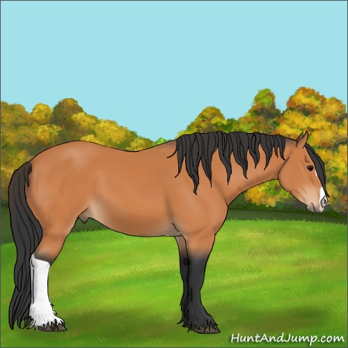 Horse Color:Bay 