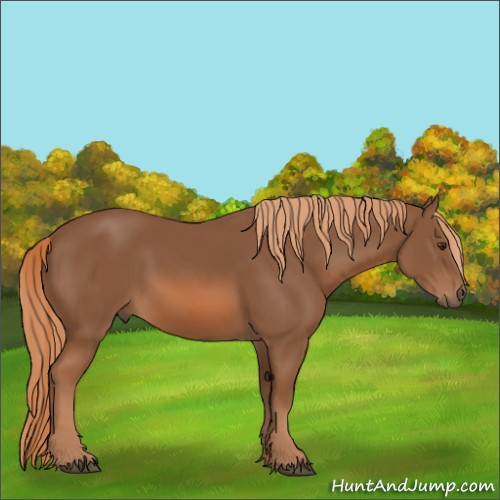 Horse Color:Chestnut 