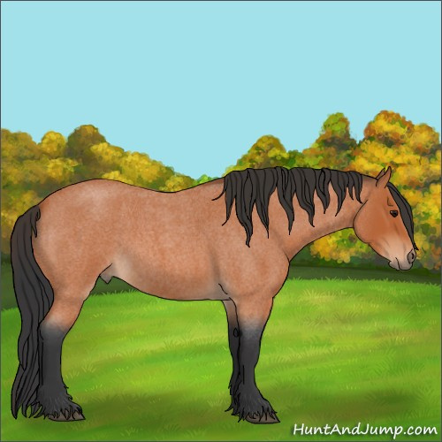 Horse Color:Bay Roan 