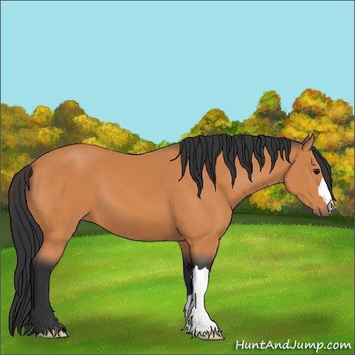 Horse Color:Bay 