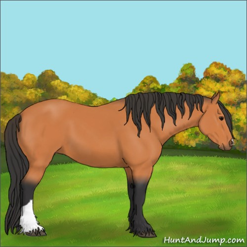 Horse Color:Bay 