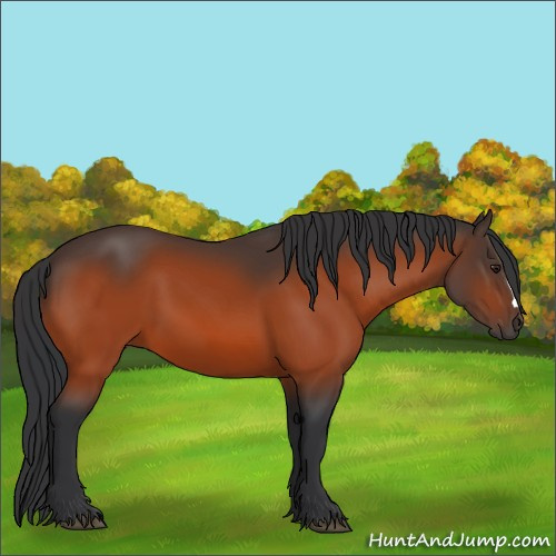 Horse Color:Brown 
