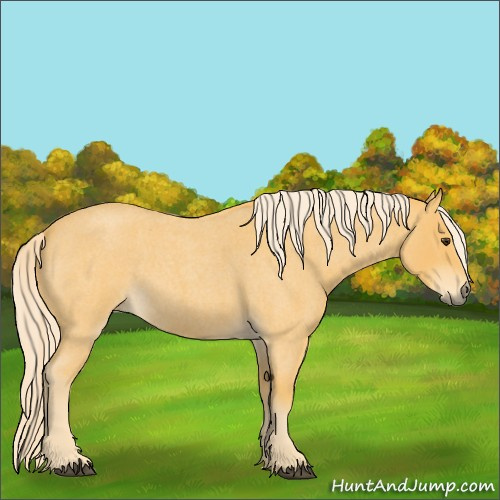 Horse Color:Palomino Roan 