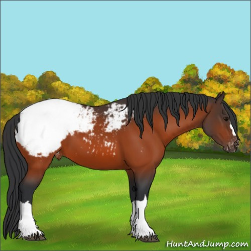 Horse Color:Bay Appaloosa 