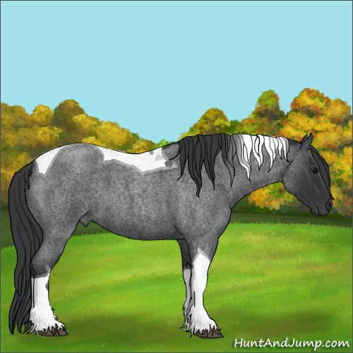 Horse Color:Blue Roan Tobiano 