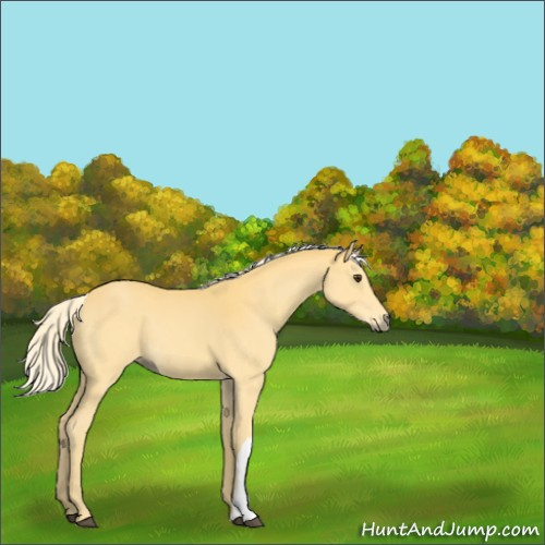 Horse Color:Palomino