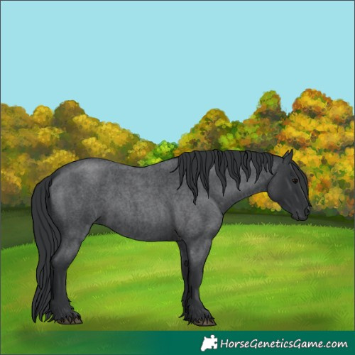 Horse Color:Blue Roan