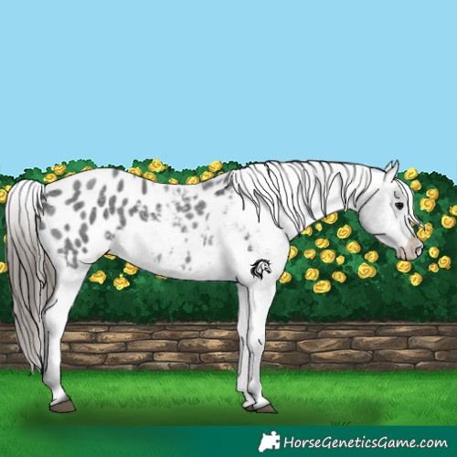 Horse Color:Blue Roan Appaloosa