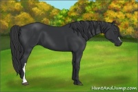 Horse Color:Black Frame 