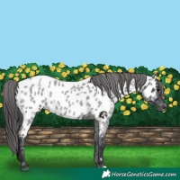 Horse Color:Blue Roan Appaloosa 