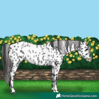 Horse Color:Blue Roan Appaloosa 