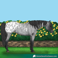 Horse Color:Blue Roan Appaloosa 