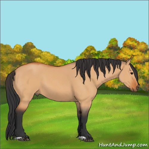 Horse Color:Bay Dun 