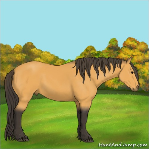 Horse Color:Buckskin 