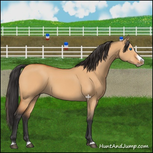 Horse Color:Bay Dun Splash Frame 