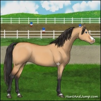 Horse Color:Bay Dun Splash Frame