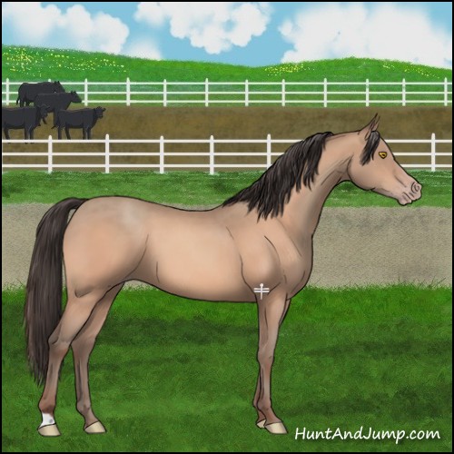 Horse Color:Amber Champagne 